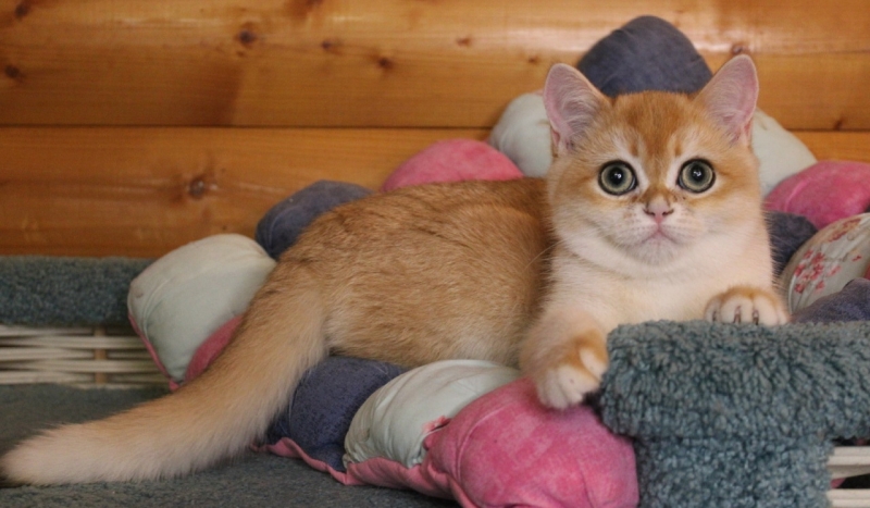 Скоттиш страйт девочка золотая